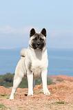 AKITA AMERICAIN 174